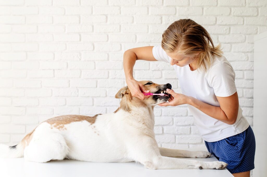 Young blond woman brushing teeth of her dog at home on white brick wall background